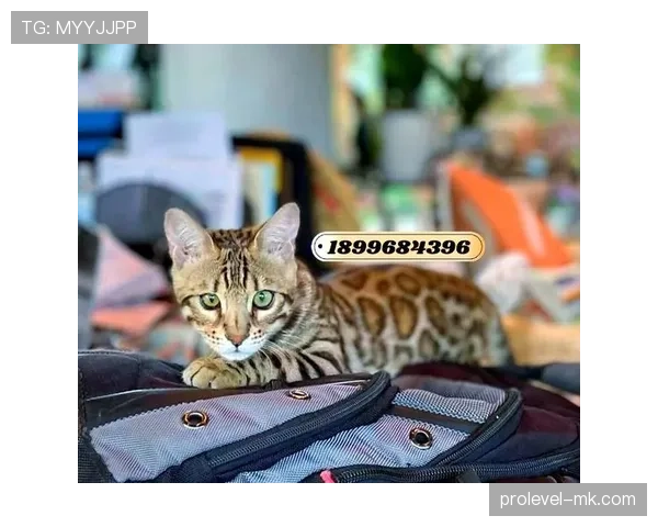 阿萨尔森连穿拖鞋进赛场，这自律背后到底藏了多少秘密？